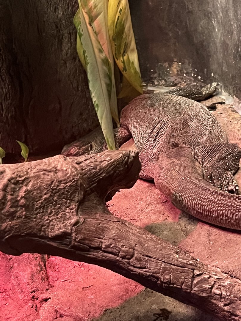 Tiny Tim the Mertens’ water monitor