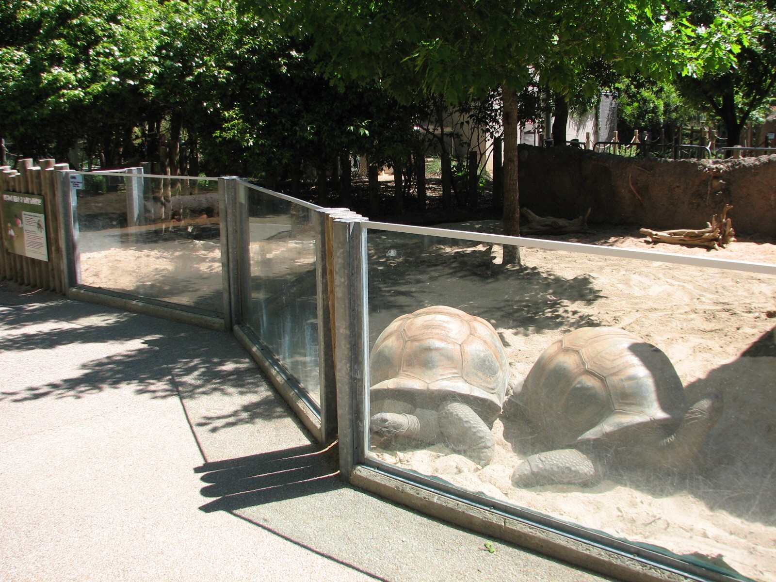 Tiny Tot Nature Spot - Riverbank - Aldabra Tortoise Exhibit