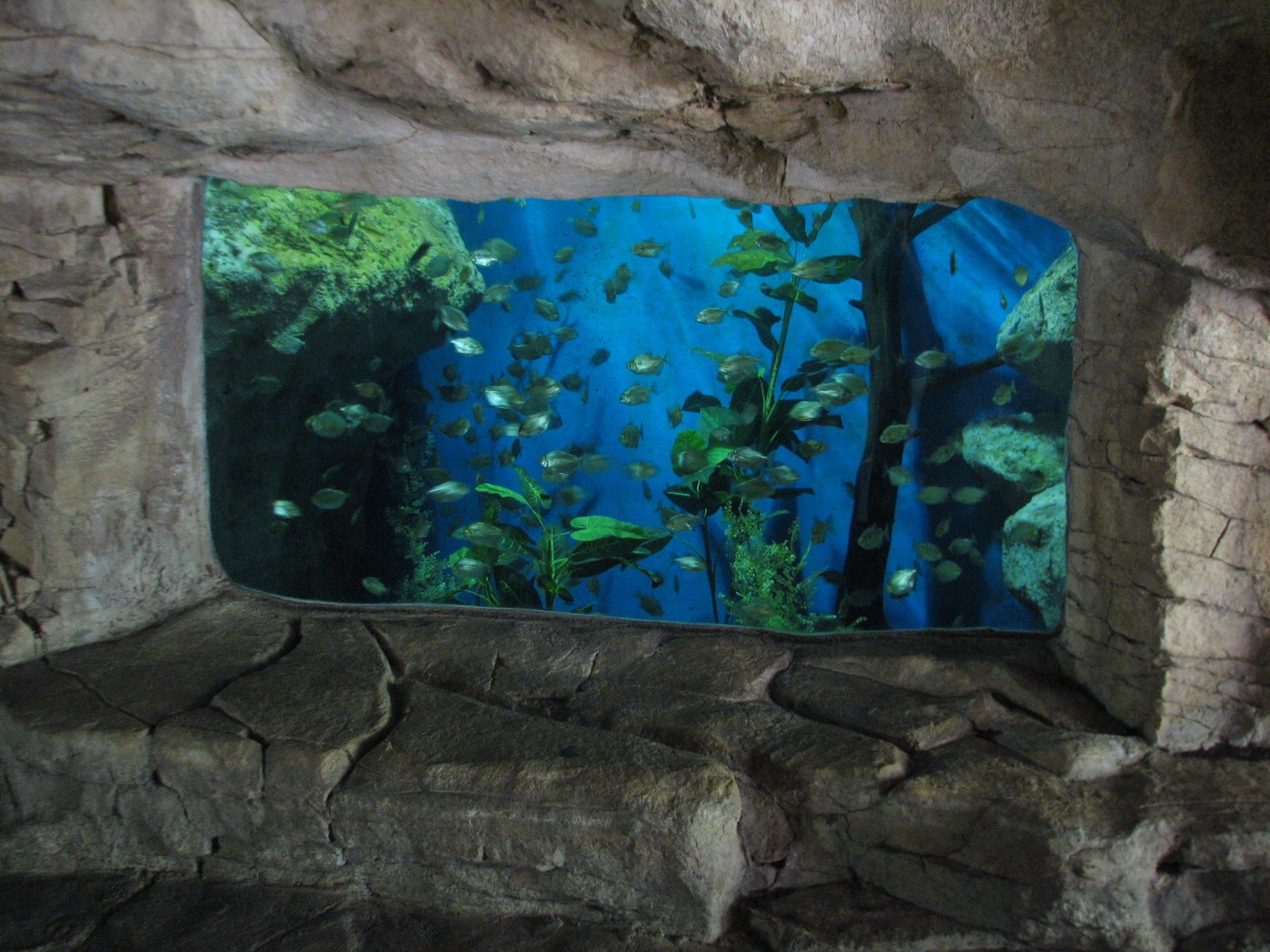 Tiny Tot Nature Spot - Tropical Waters - Aquarium