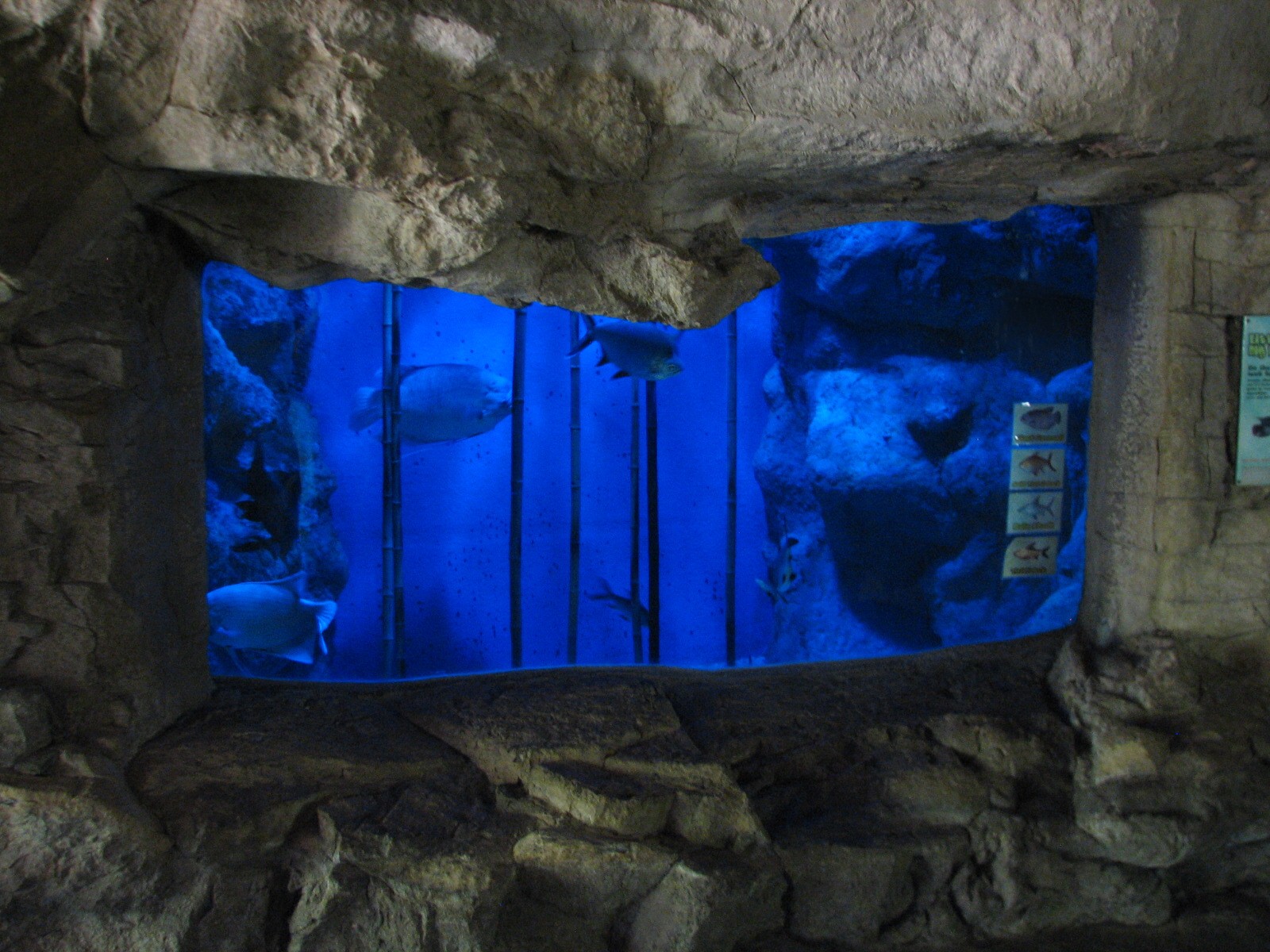 Tiny Tot Nature Spot - Tropical Waters - Aquarium