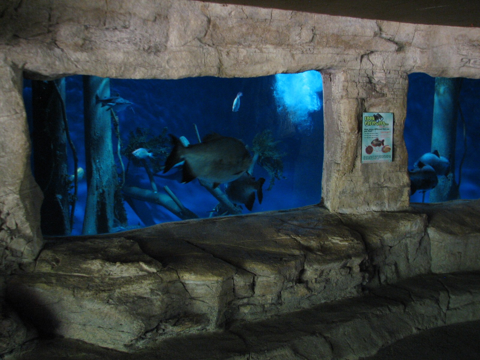 Tiny Tot Nature Spot - Tropical Waters - Pacu Aquarium