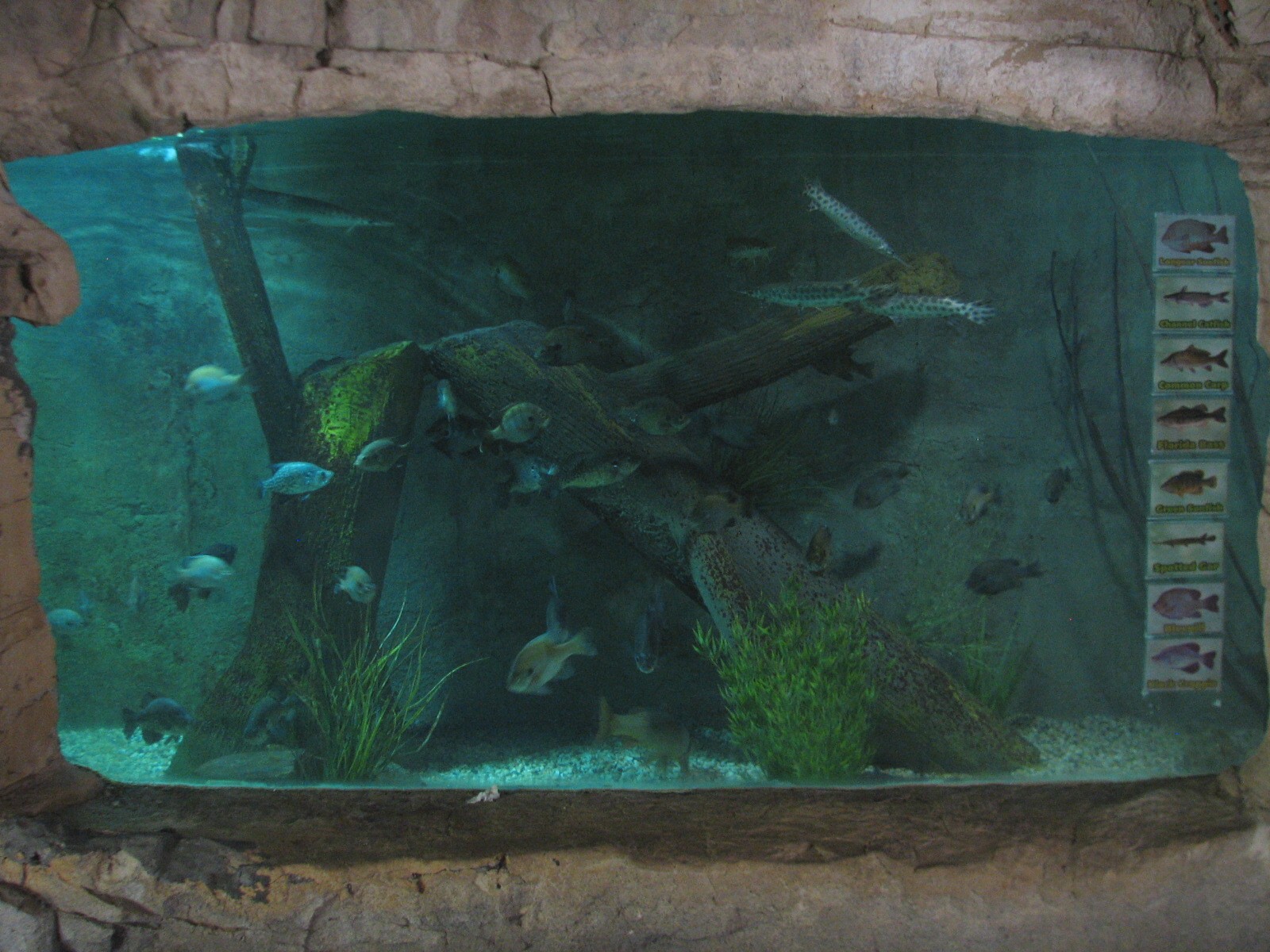 Tiny Tot Nature Spot - Tropical Waters - Texas Aquarium