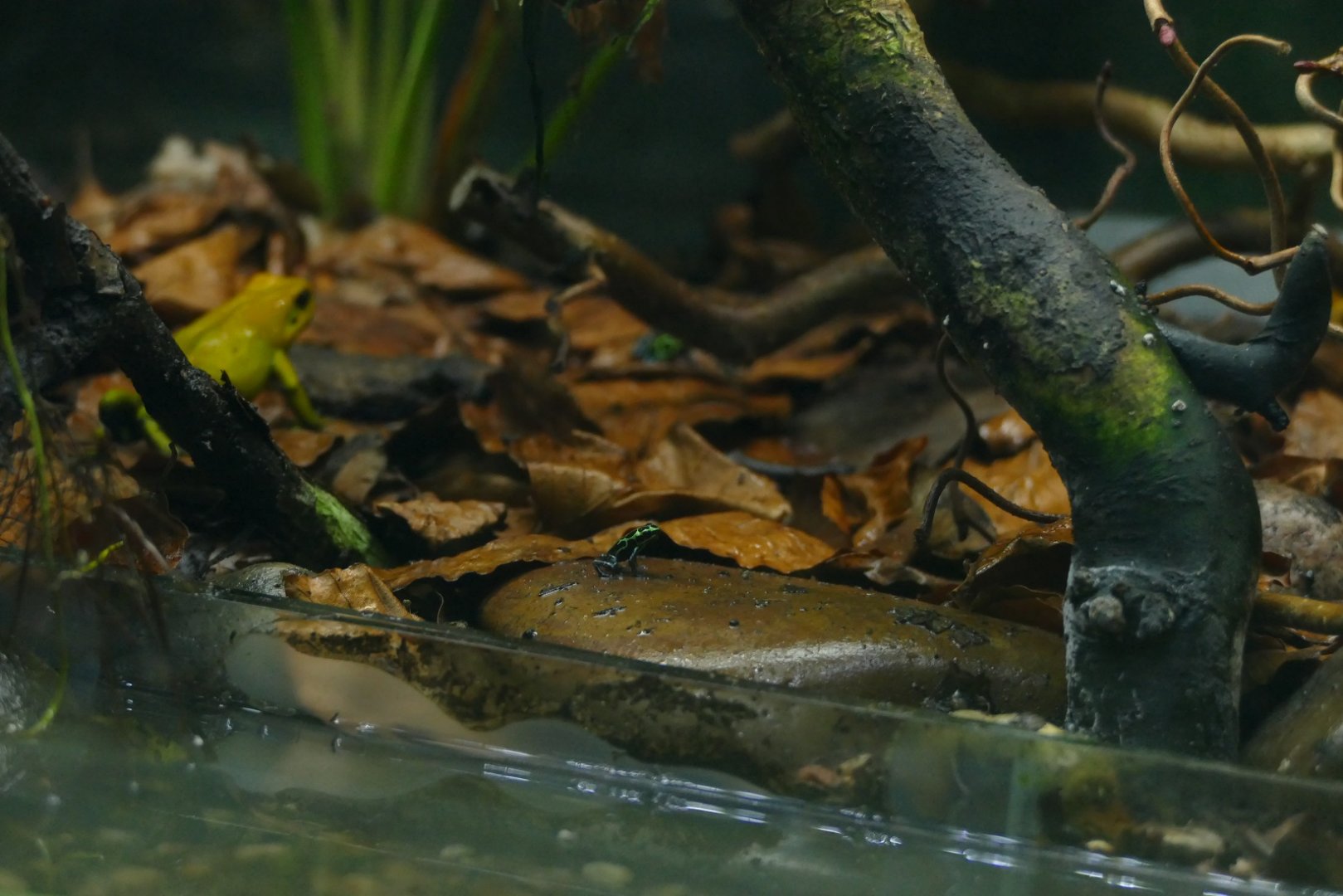 Tiny Variable poison dart frog, March 2022