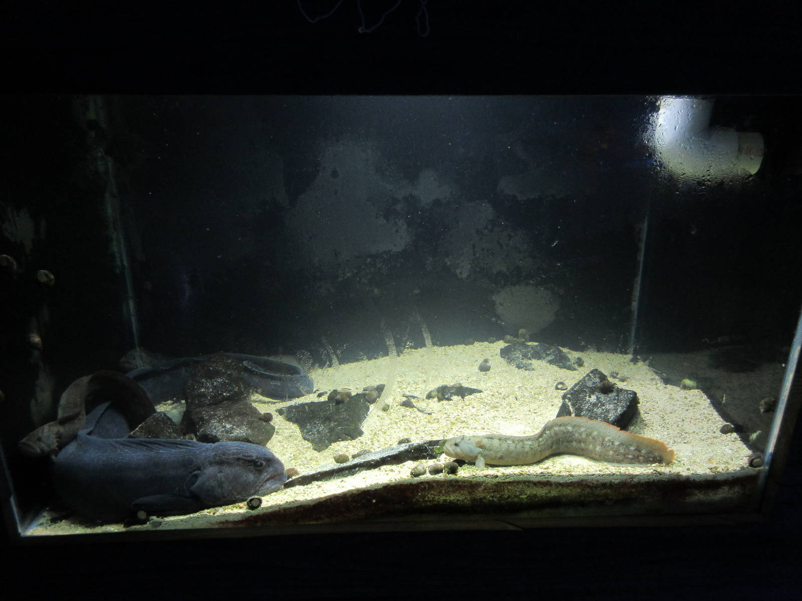 Tiny Wolf Eel Exhibit