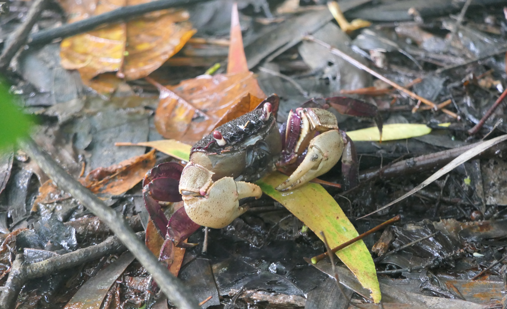 Tioman Crab