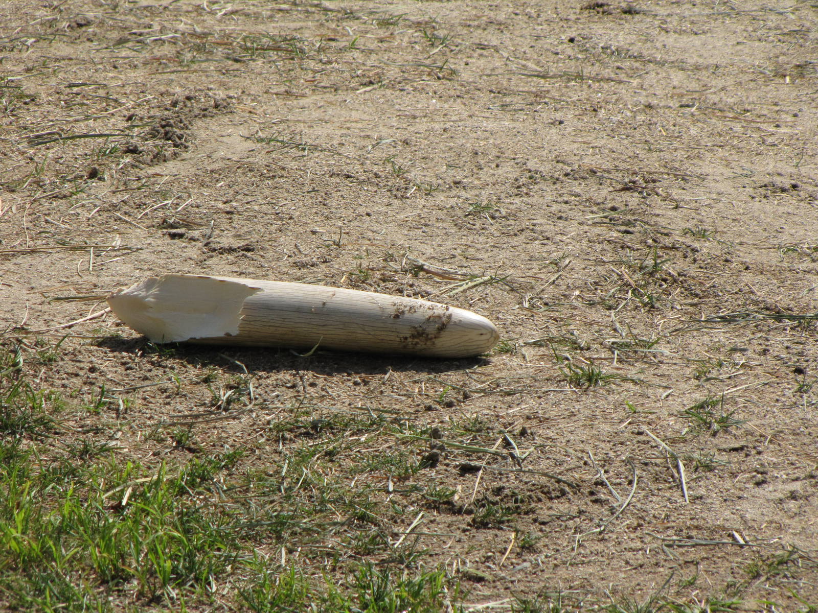 Tip of Billy's Broken Tusk