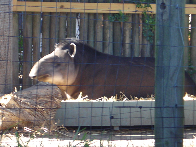Tiquie, Tagonga's new  10 year old Brazilian Tapir