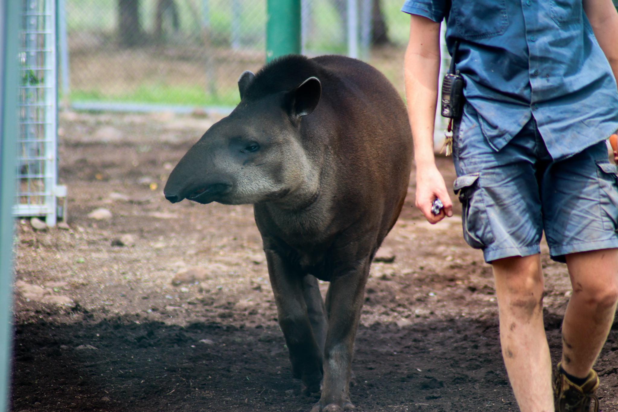 Tiquie the Brazilian Tapir (Tapirus terrestris) - February 2020