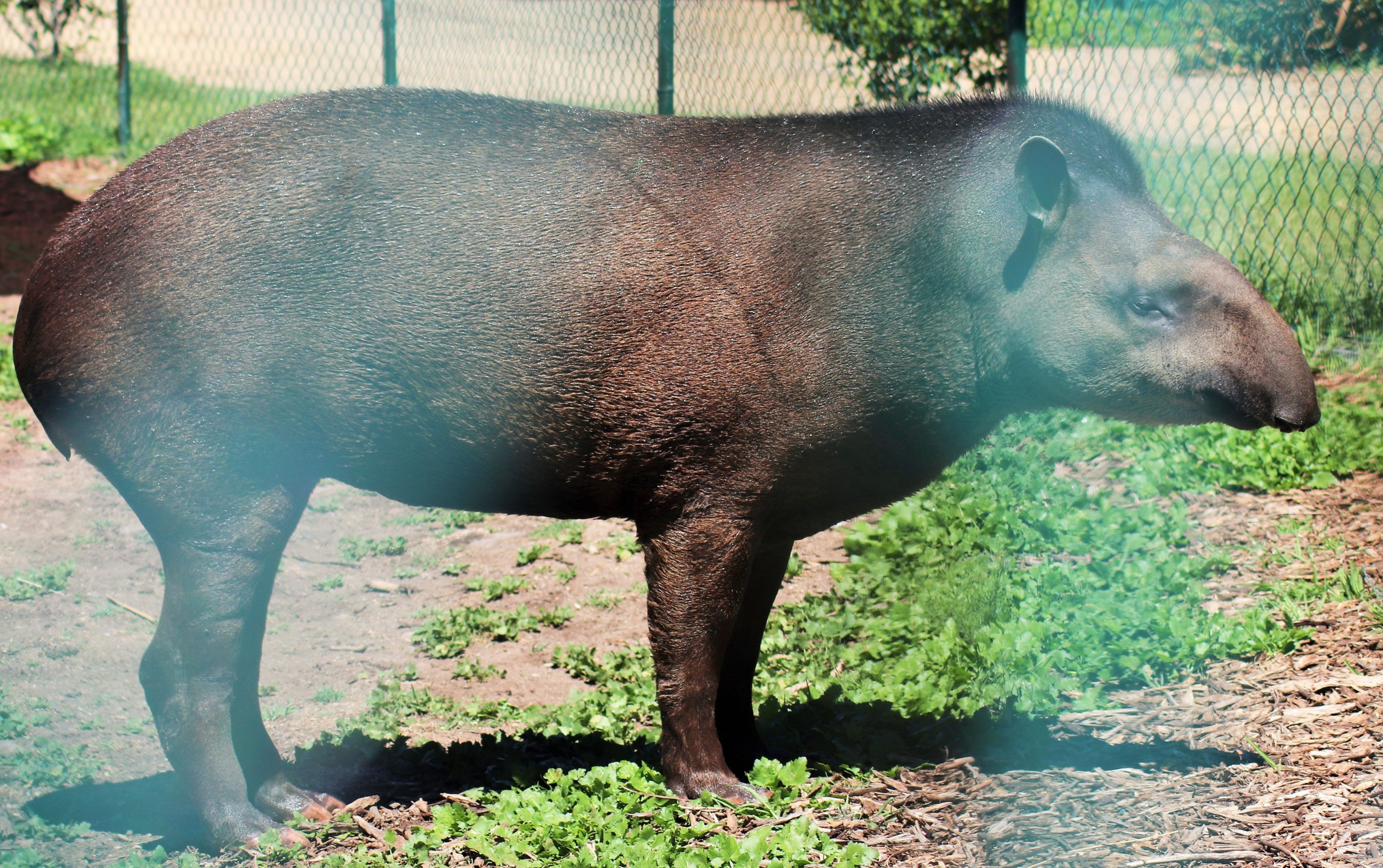 'Tiquie' the Brazilian Tapir  (Tapirus terrestris)