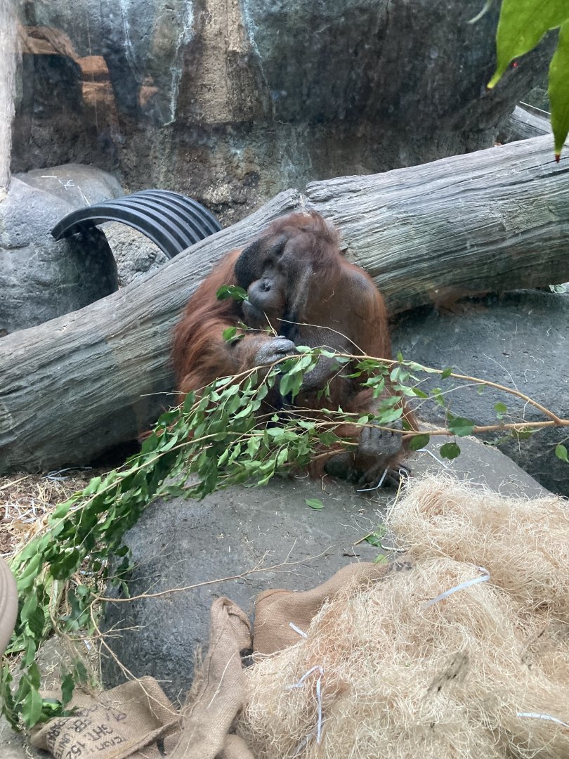 Tiram the Orangutan