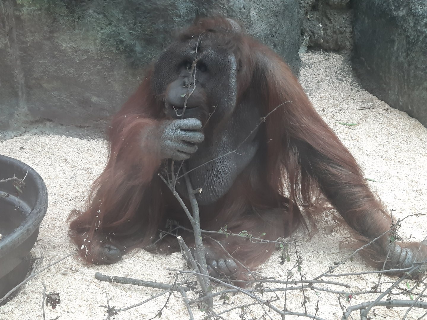 Tiram the Orangutan