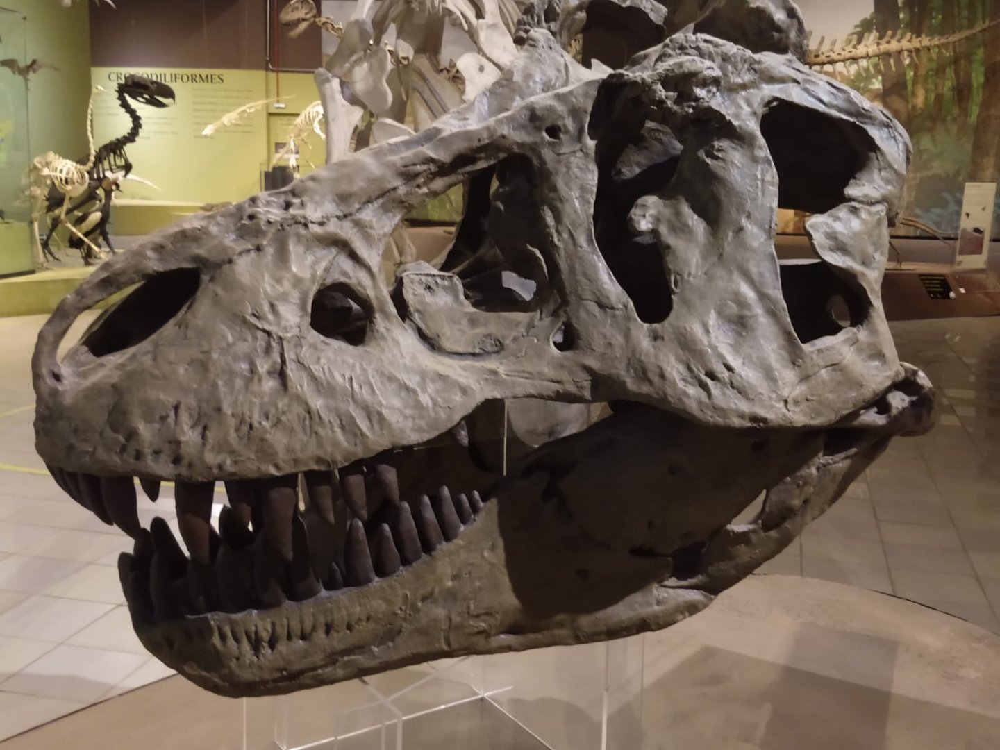 Tiranossaurus skull - PUC Minas's Natural Science Museum