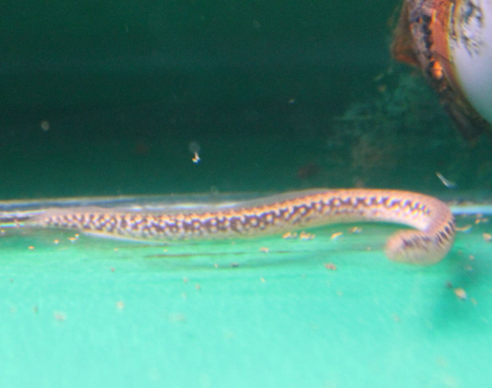 Tire track eel species
