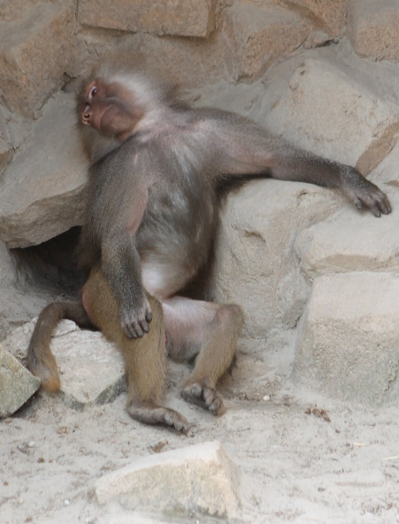 Tired Baboon ;)