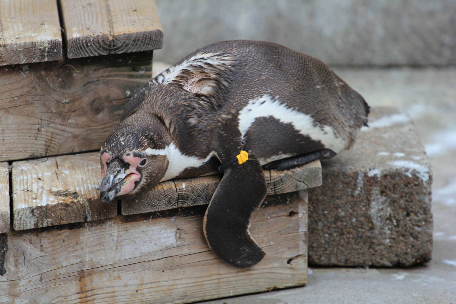 Tired Humboldt penguin