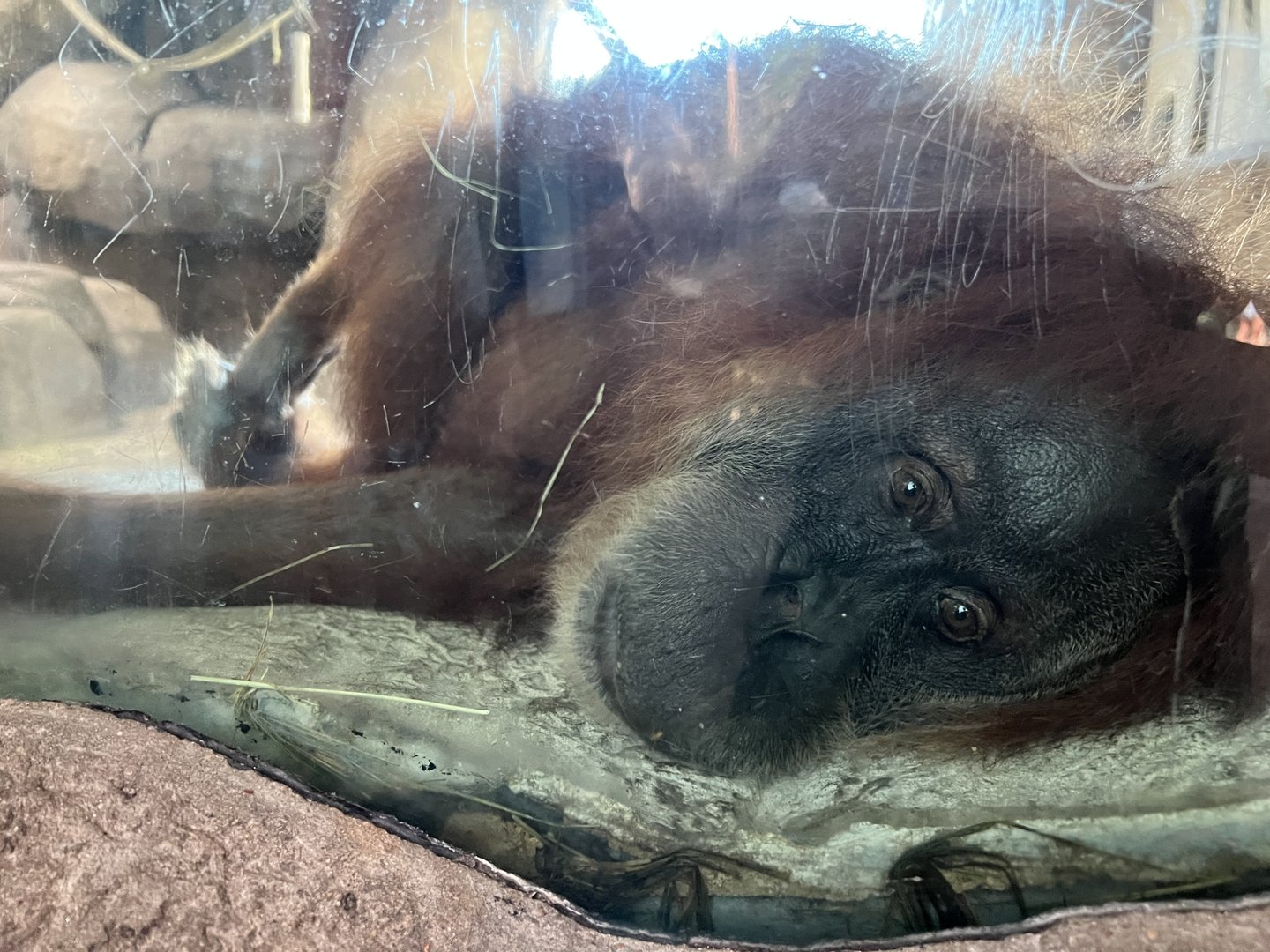 Tired Orangutan (Pongo abelii)