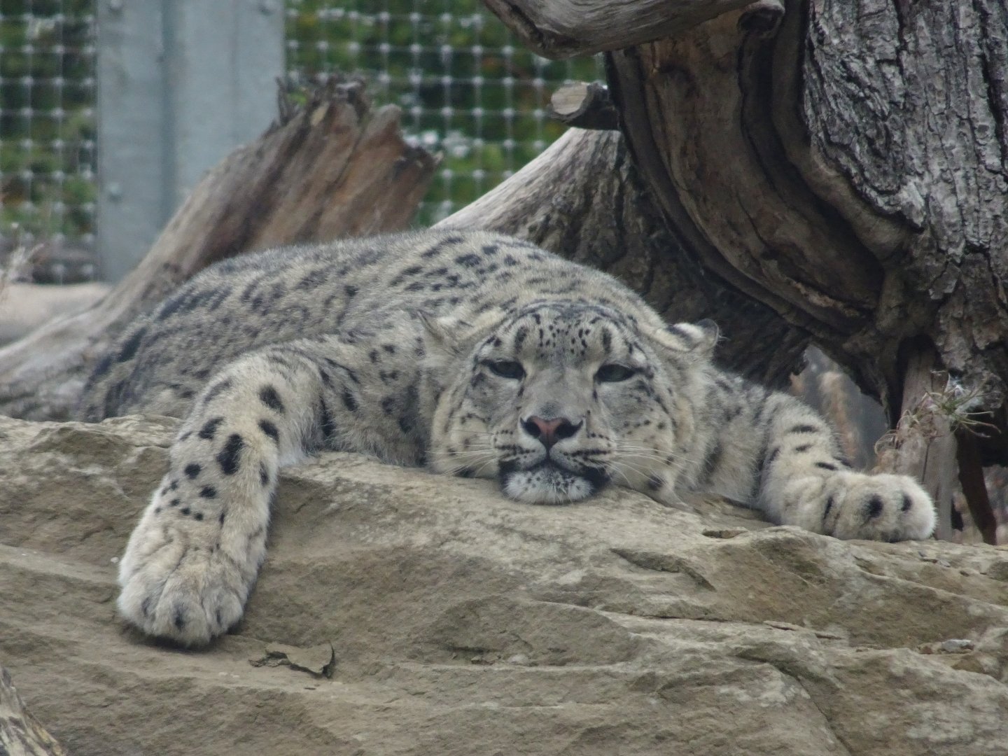 Tired Snow Leopard Mum  23 August 2025