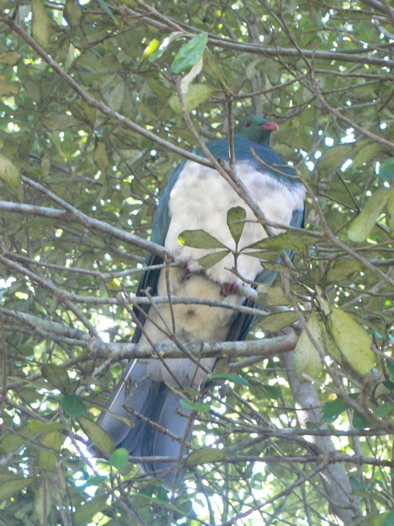Tiritiri Matangi Island