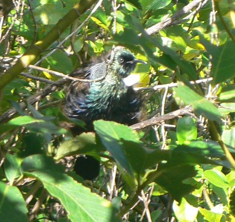 Tiritiri Matangi Island