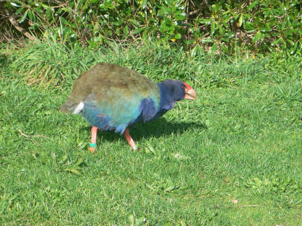 Tiritiri Matangi Island