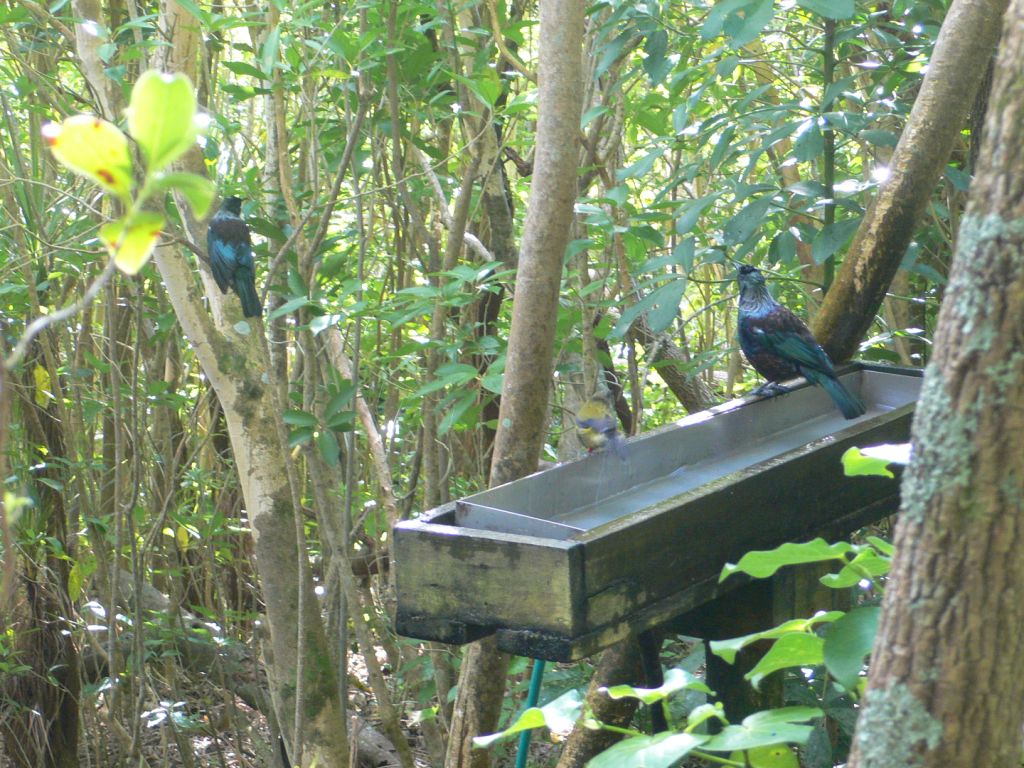 Tiritiri Matangi Island