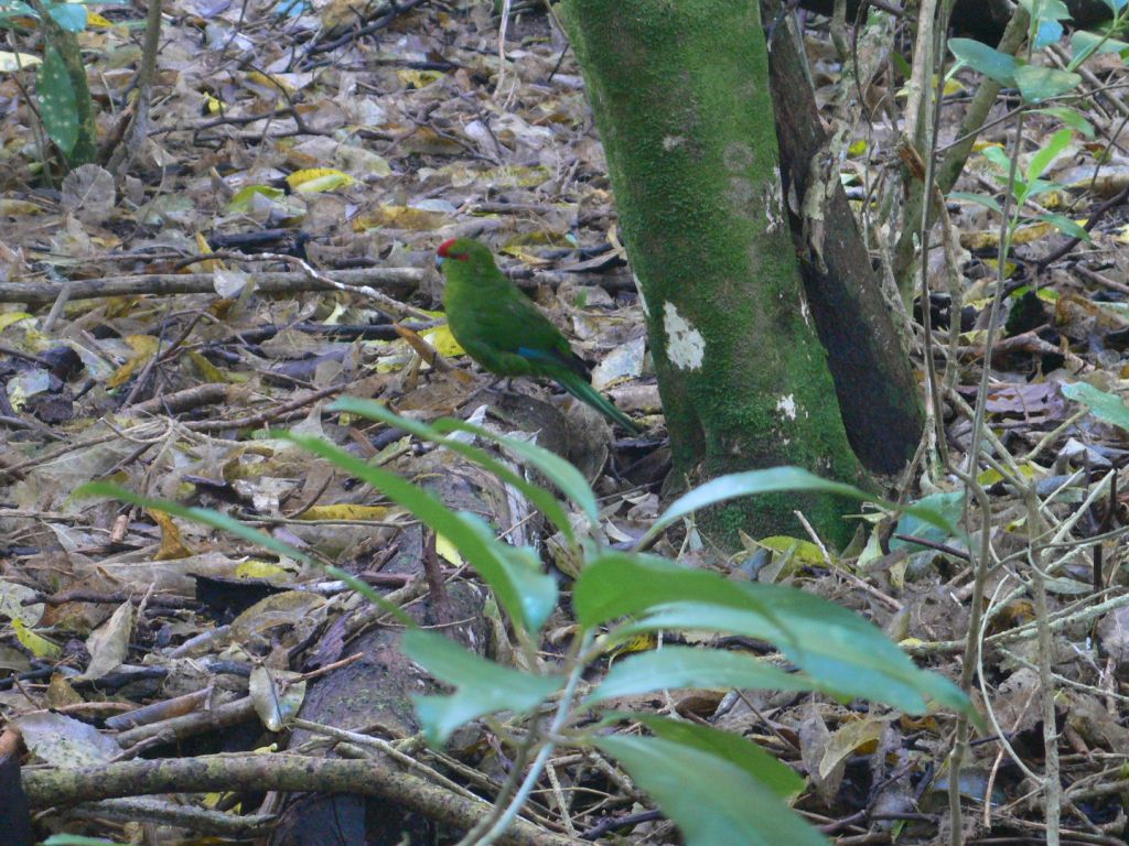 Tiritiri Matangi Island