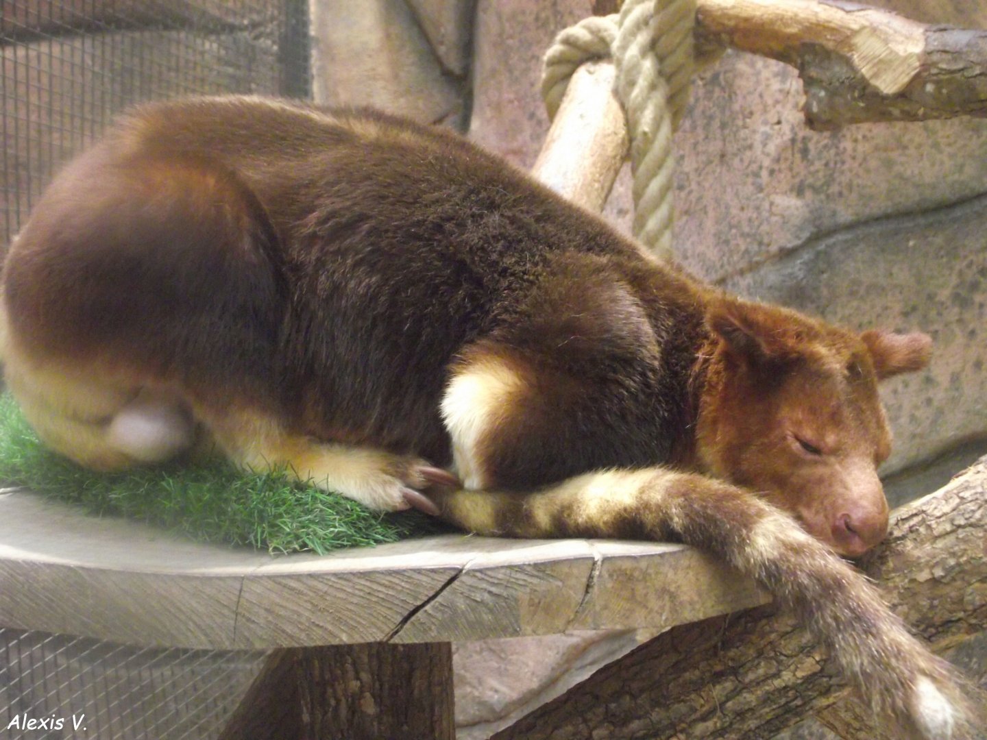 TIRRIKEE, male Goodfellow Tree Kangaroo - Zooparc de Beauval - 12/04/2025