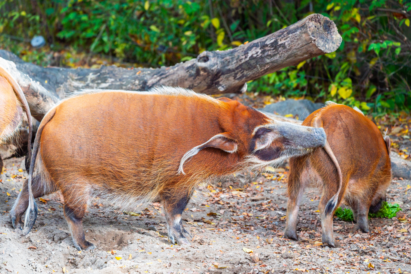 Tisa the female Red River Hog and one of her son