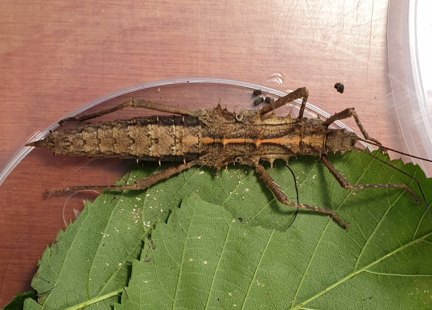 Tisamenus species "Palaui"