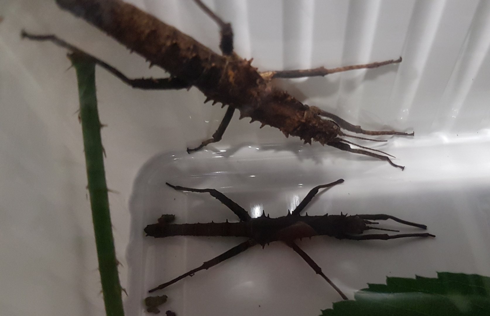 Tisanemus serratorius