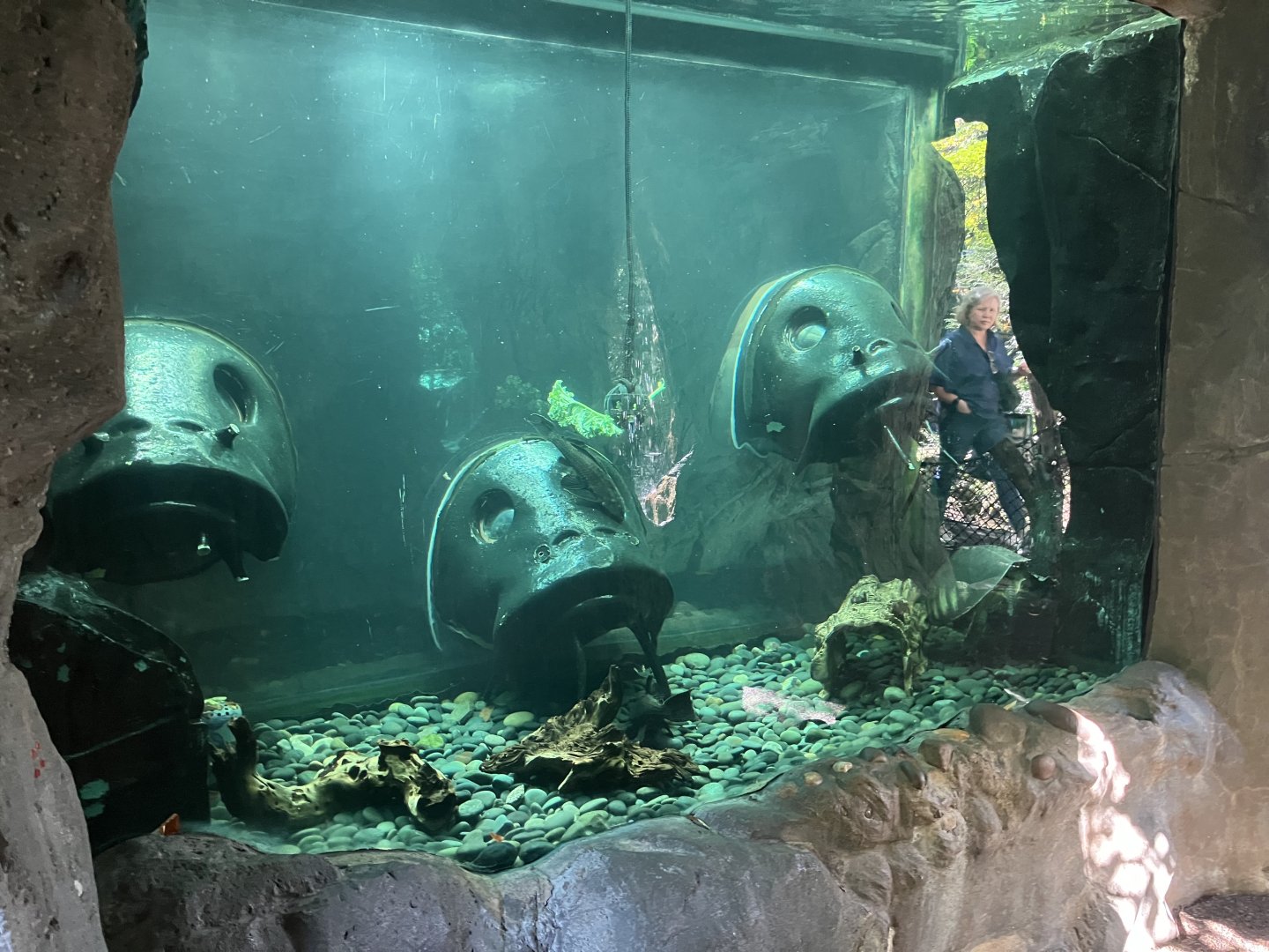 Tisch Children’s Zoo - Catfish/Pig-Nosed Turtle Exhibit