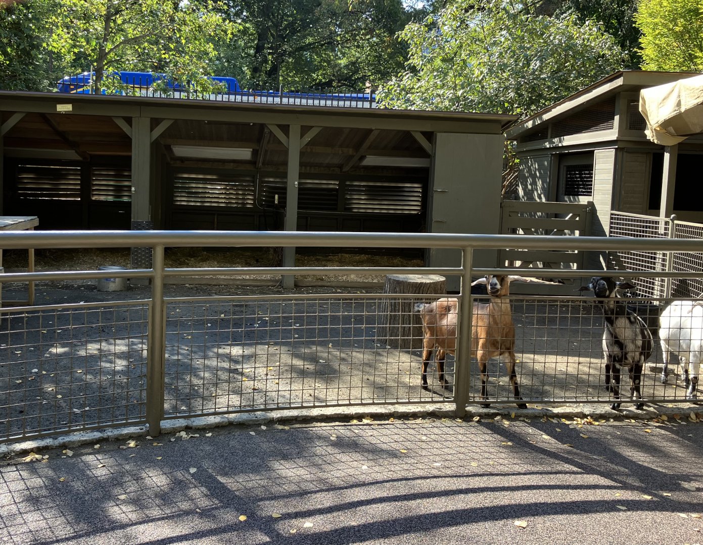 Tisch Children’s Zoo - Domestic Goat Exhibit
