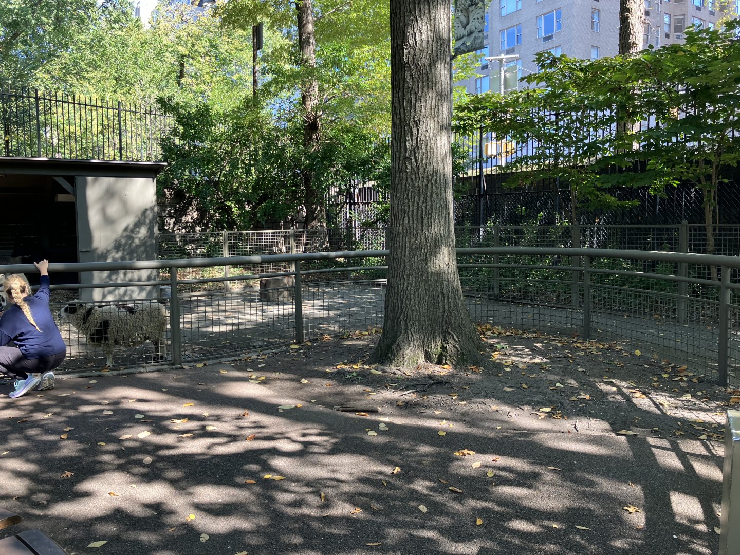 Tisch Children’s Zoo - Domestic Sheep a