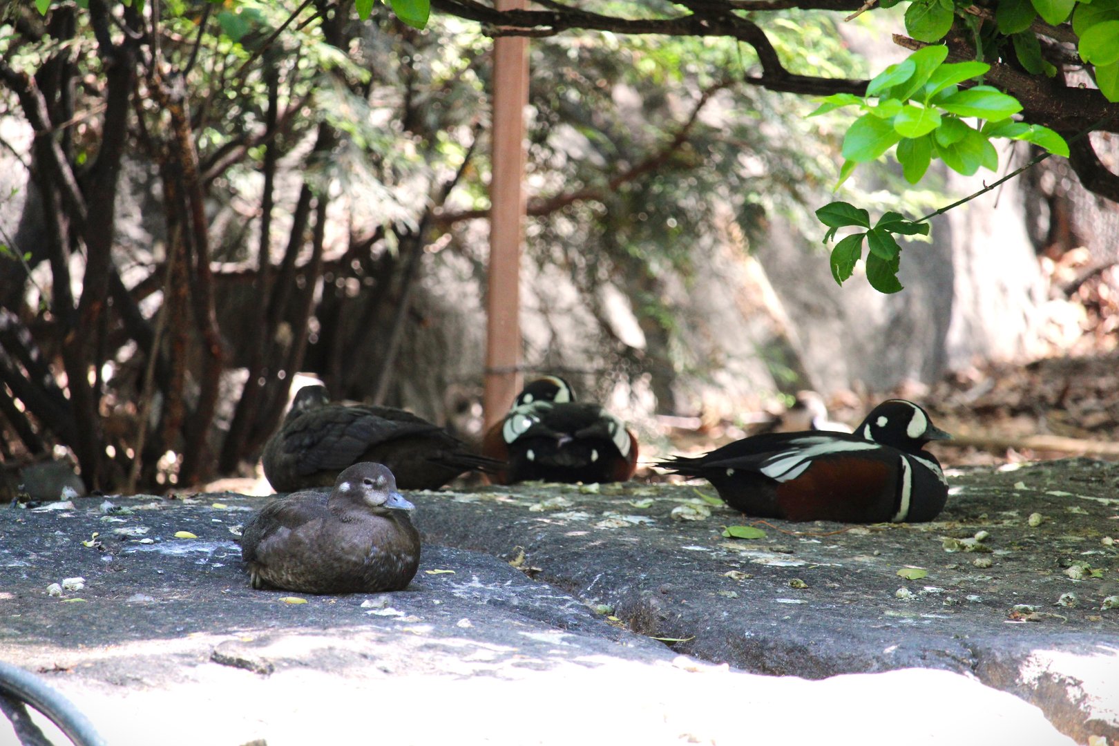 Tisch Children's Zoo - Harlequin Ducks