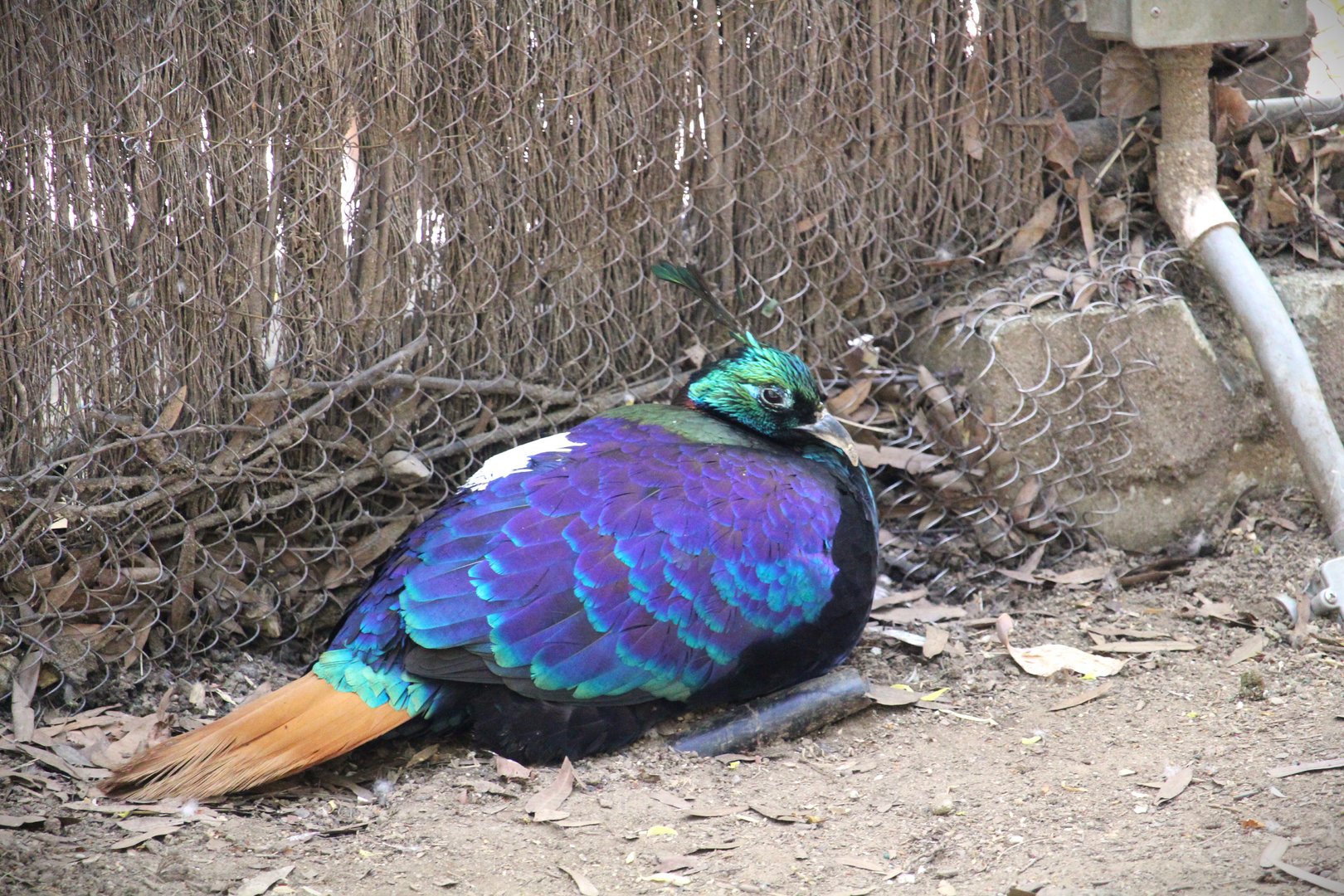 Tisch Children's Zoo - Himalayan Monal