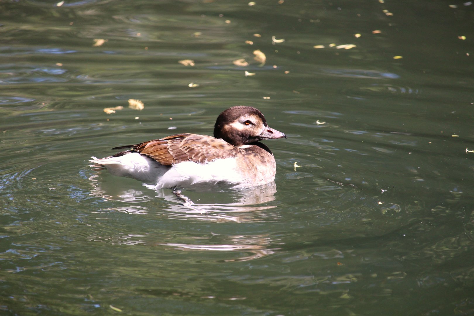 Tisch Children's Zoo - Long-tailed Duck