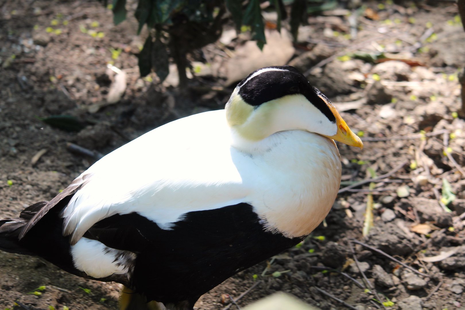 Tisch Children's Zoo - Pacific Common Eider