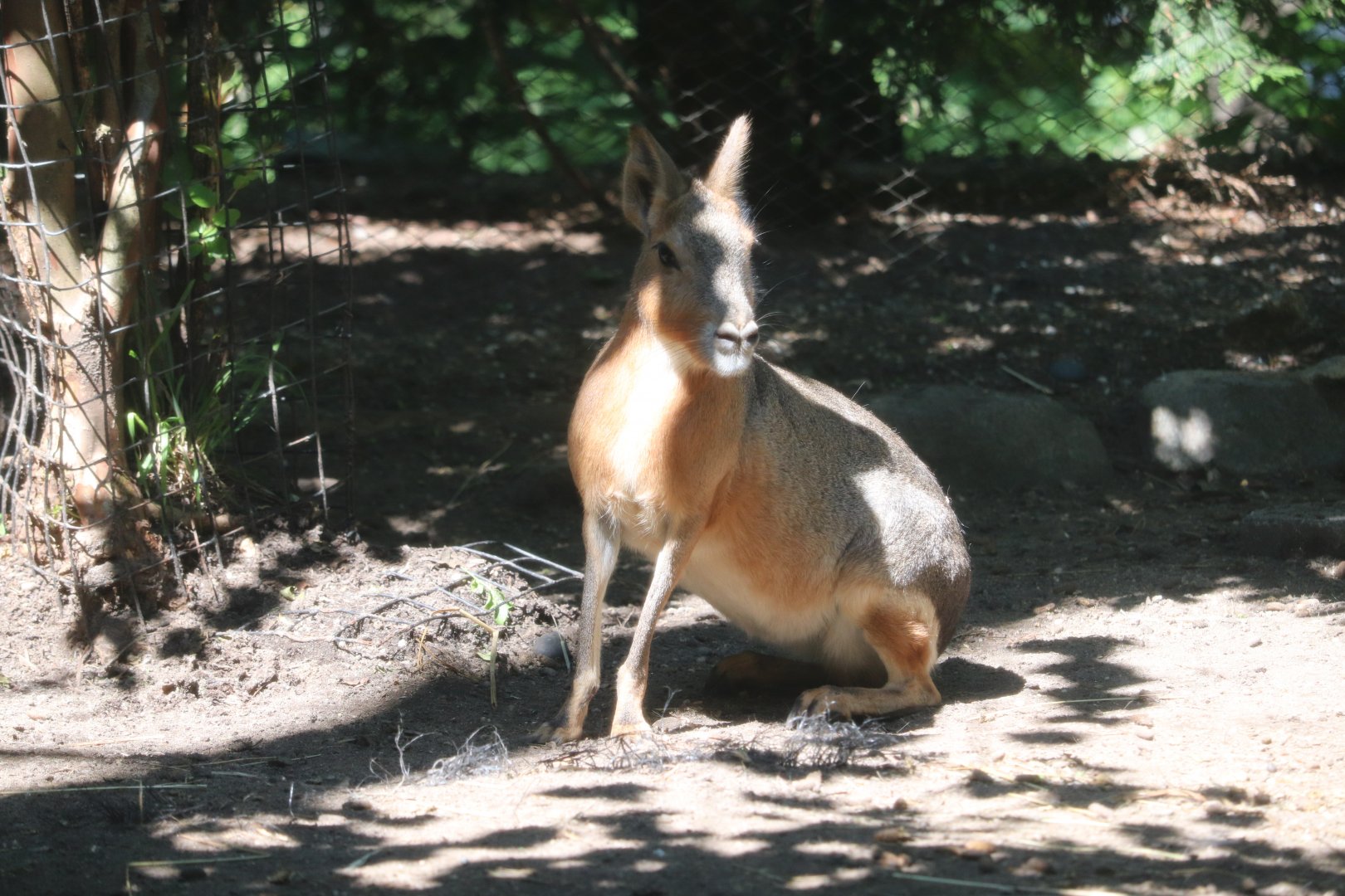 Tisch Children's Zoo - Patagonian Cavy