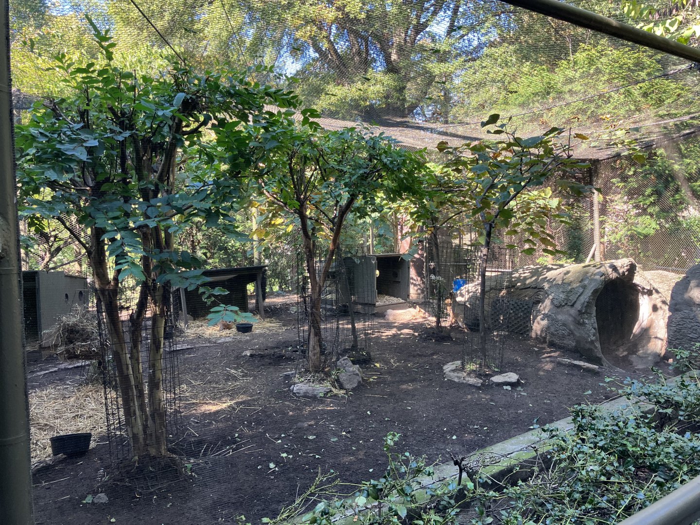 Tisch Children’s Zoo - Patagonian Mara Exhibit