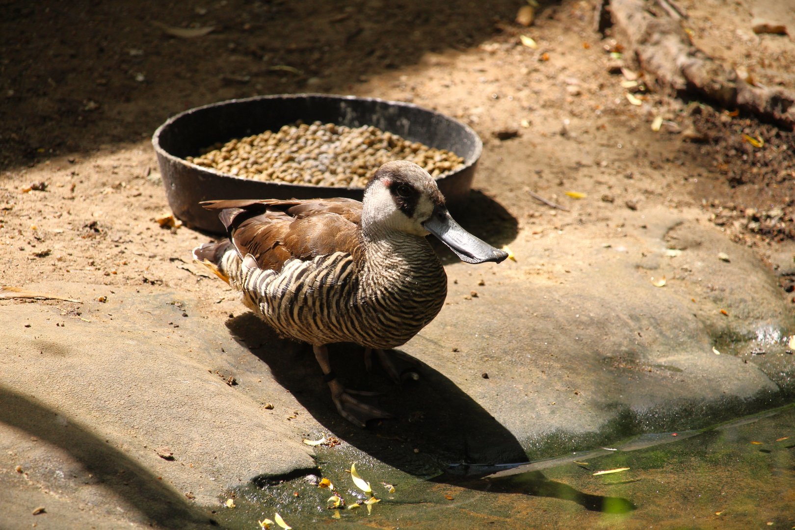 Tisch Children's Zoo - Pink-eared Duck