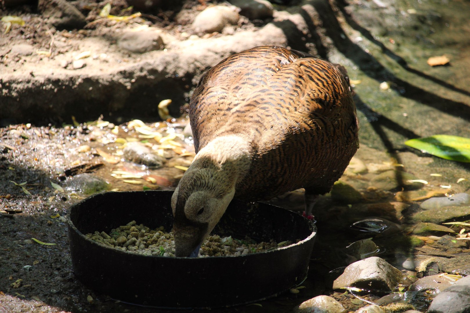 Tisch Children's Zoo - Spectacled Eider