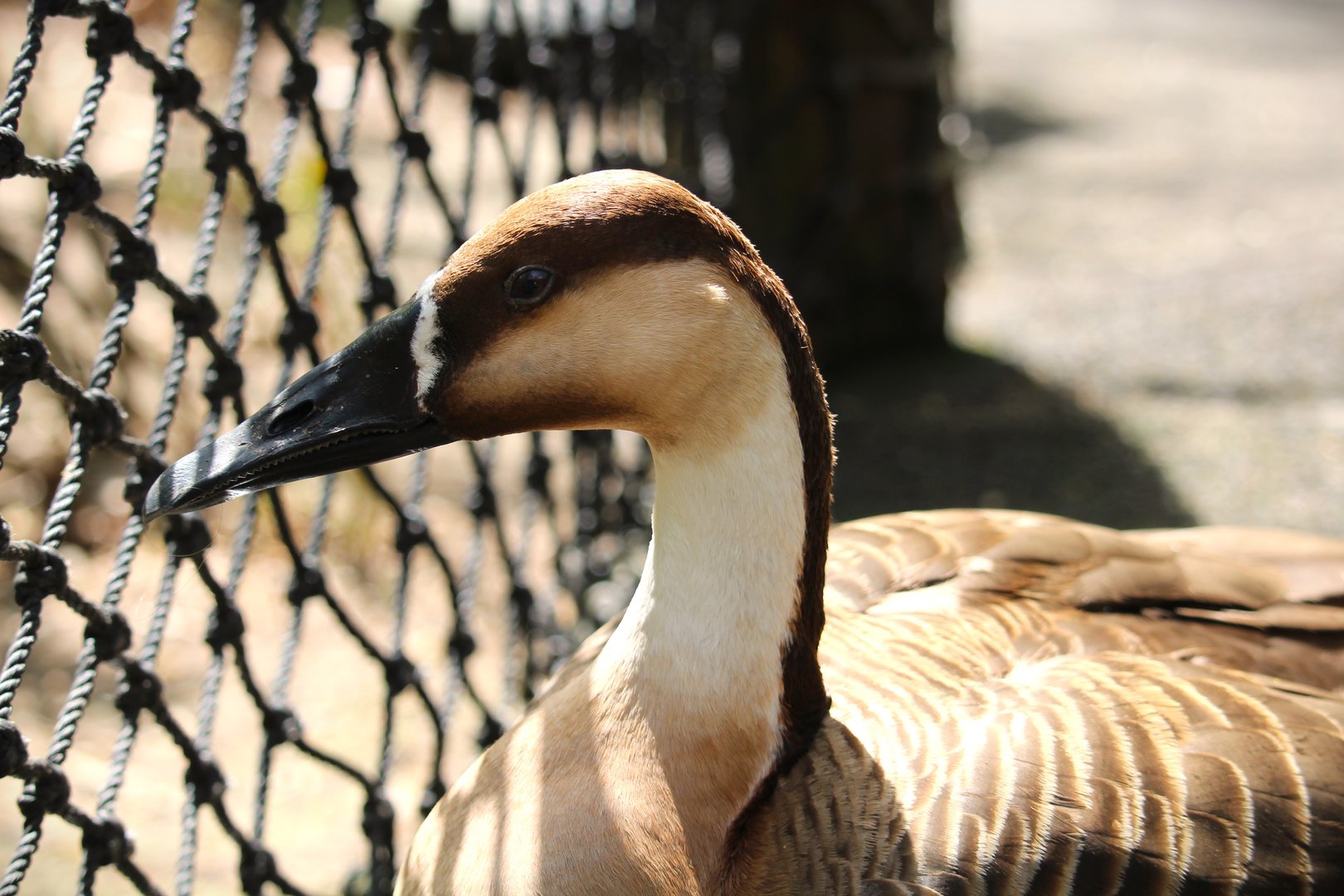 Tisch Children's Zoo - Swan Goose