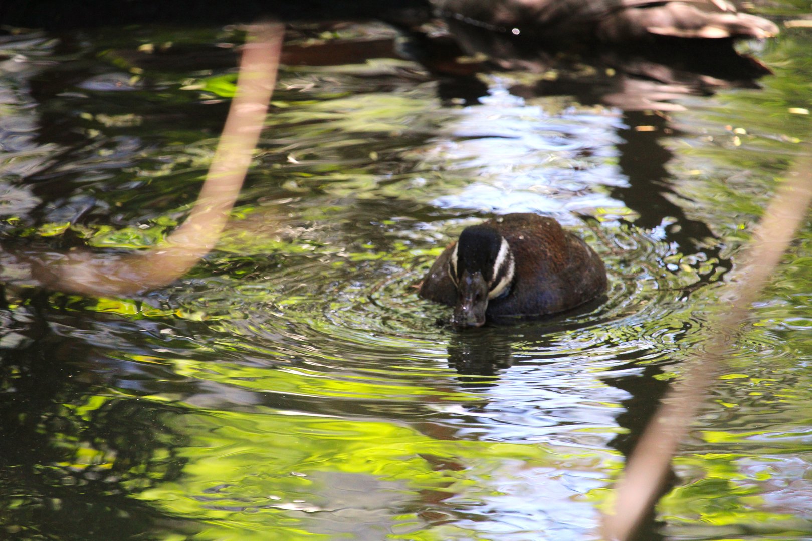 Tisch Children's Zoo - White-headed Duck
