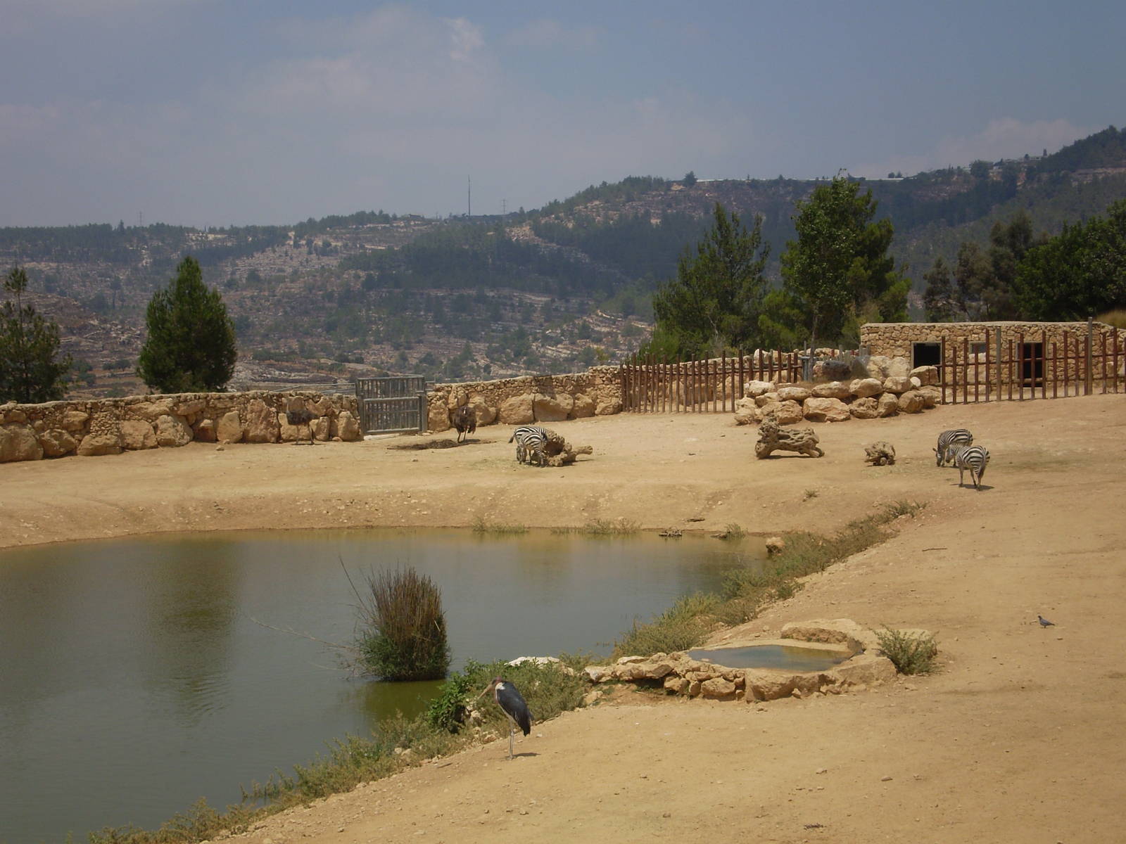Tisch Family Zoo, Jerusalem July 2008