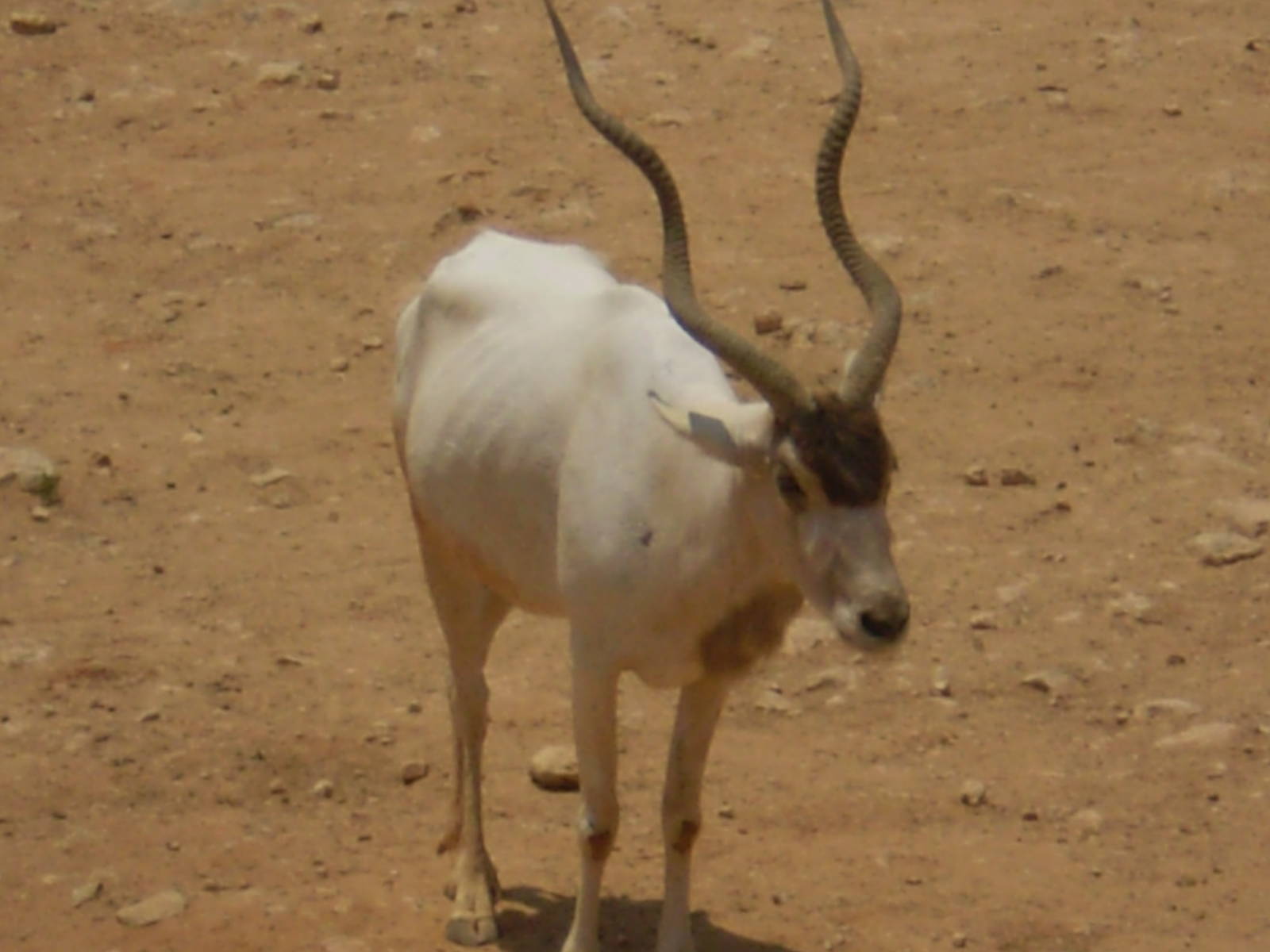 Tisch Family Zoo, Jerusalem July 2008