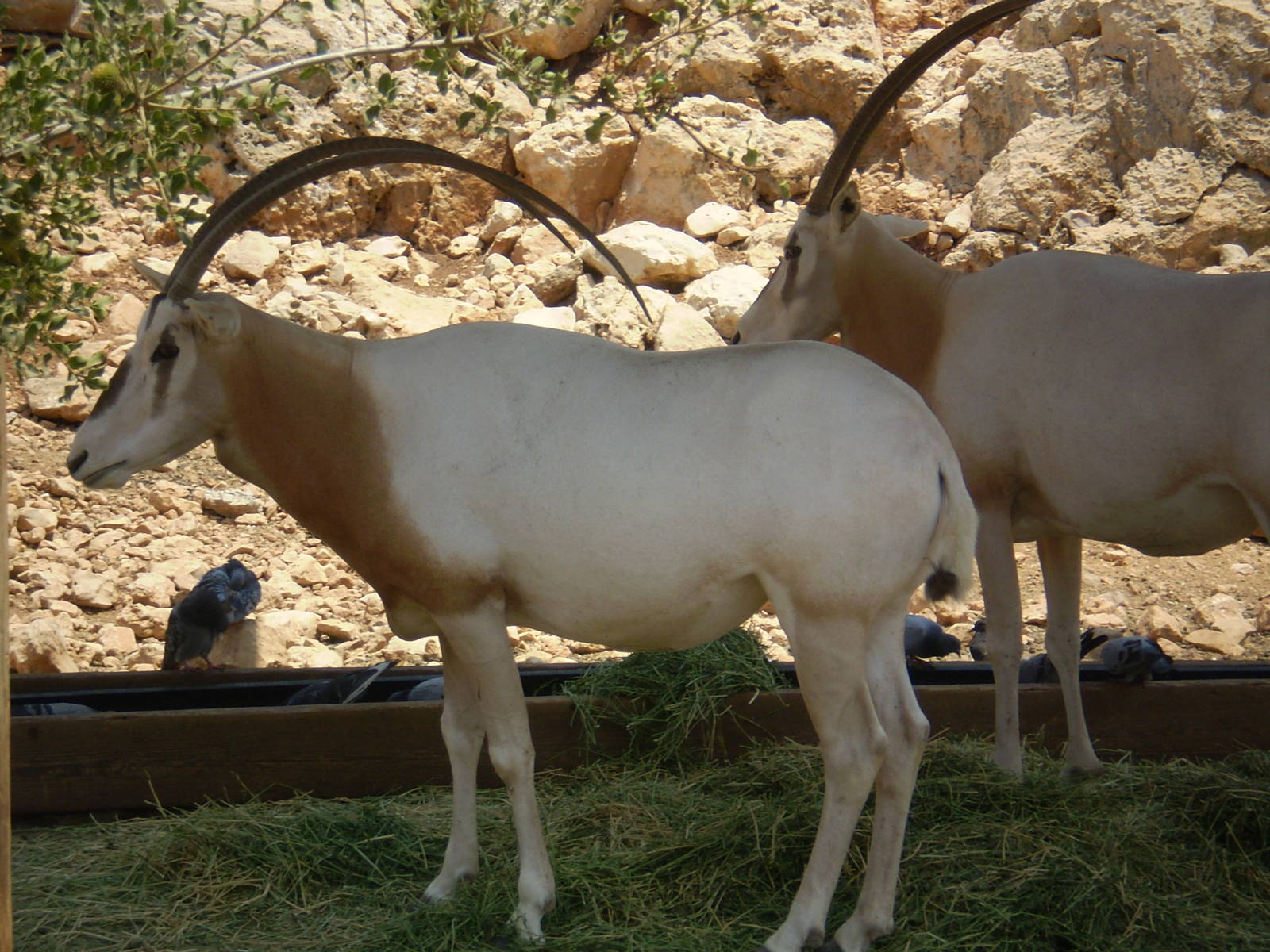 Tisch Family Zoo, Jerusalem July 2008