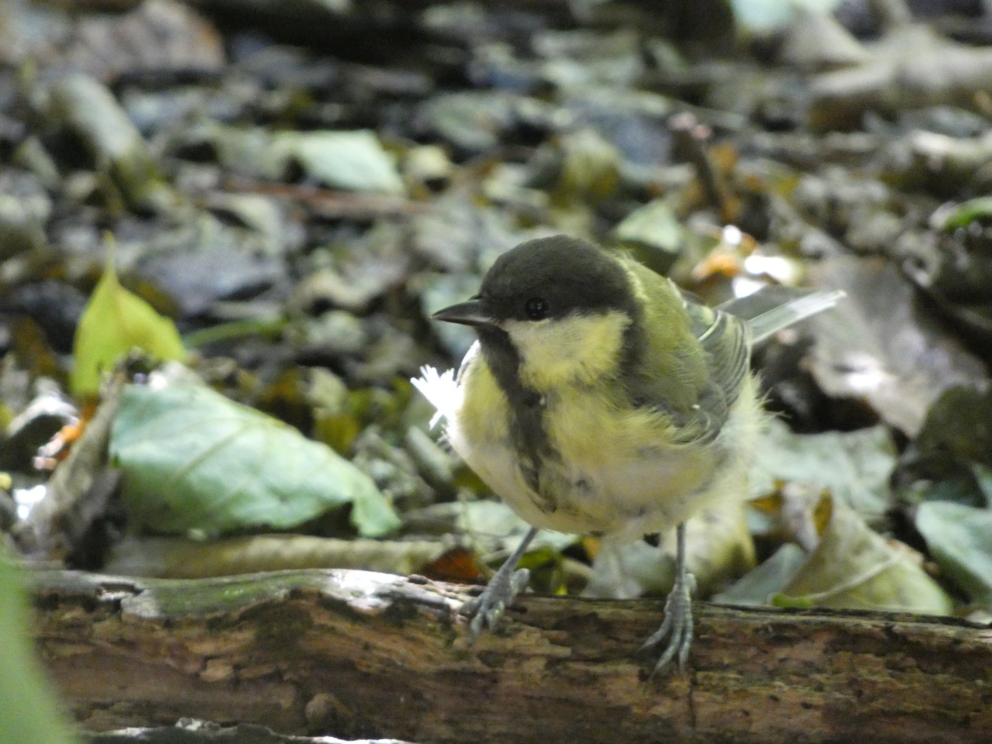 Tit ID - Prague zoo