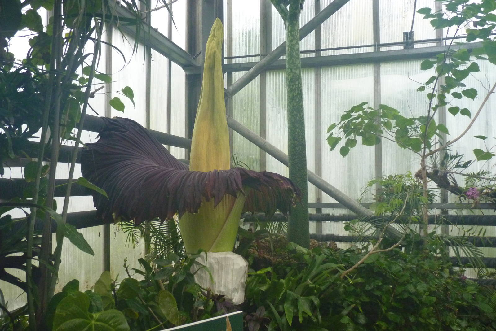 Titan Arum, Croc Swamp, 26 June 2015