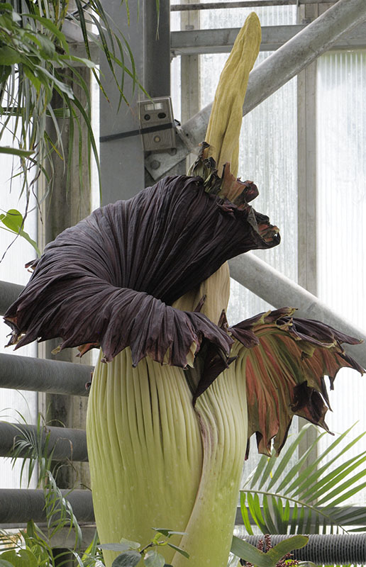 Titan arum flower