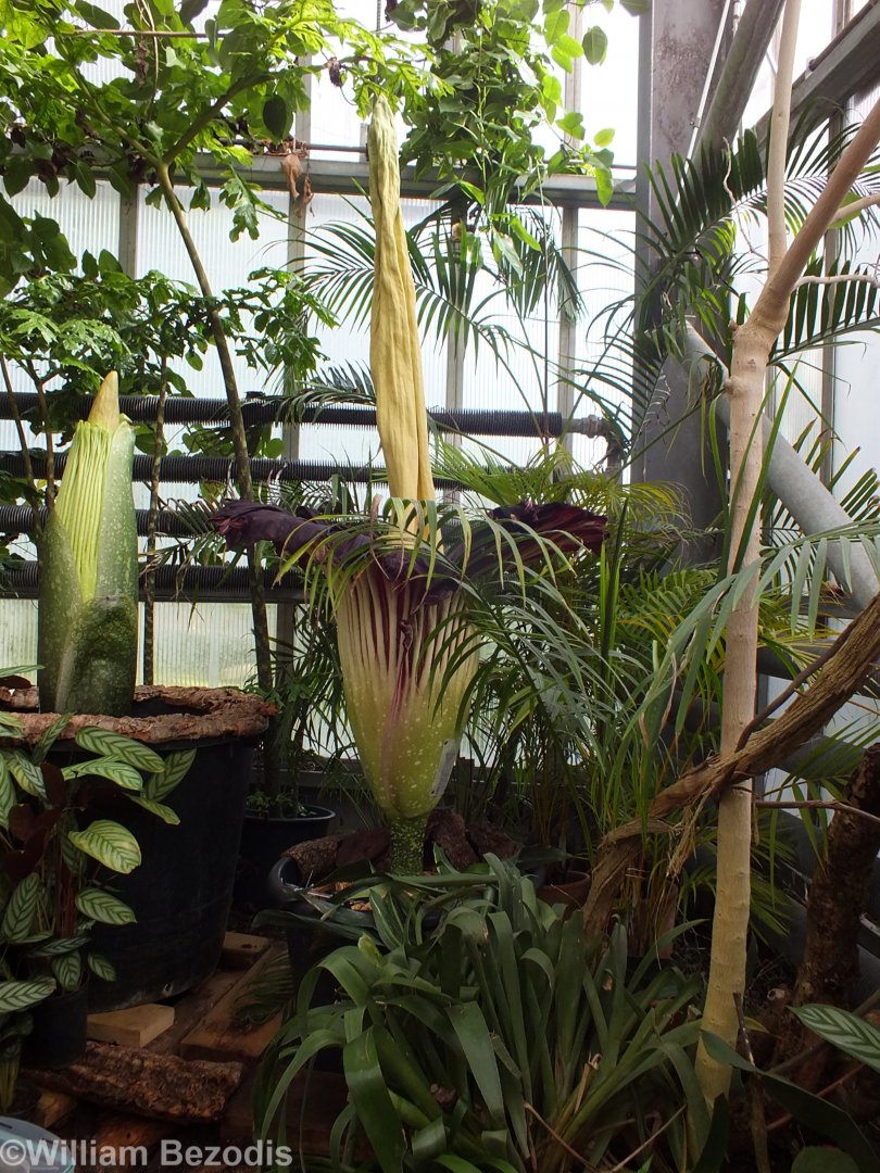 Titan Arum